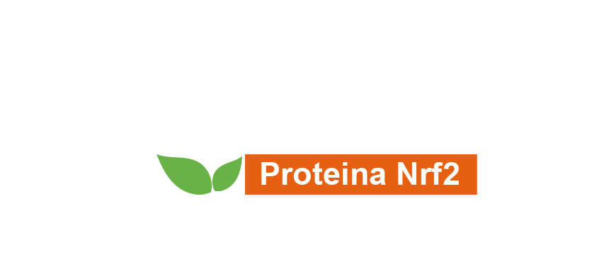 Genoxidil — Proteína Nrf2